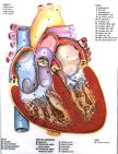 Heart Muscular Structure