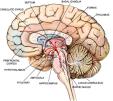 upper structure brain