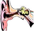 ear structure