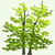 Sustainability Tree