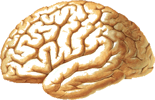 Brain